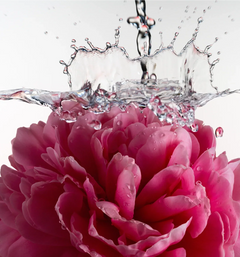 Glossy Shave Oil - Glossy Bloom Modern Keepsake